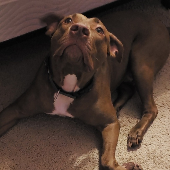 Meet your Posher, Allisyn - Picture 1 of 1